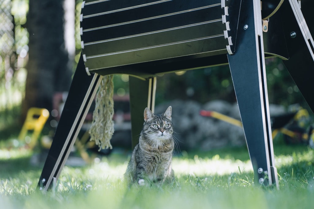Katze unter Holzpferd im Garten auf gruener Wiese